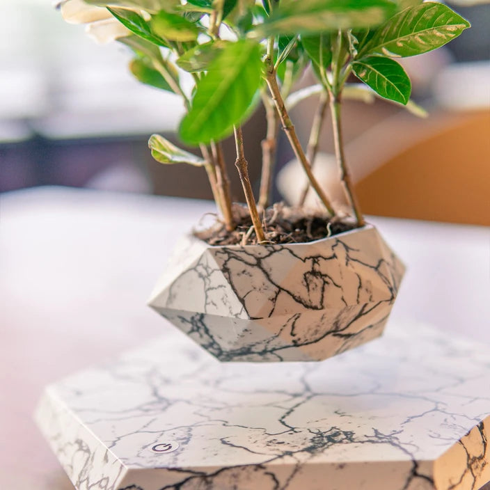 Levitating Plant