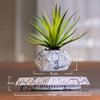 Levitating Plant